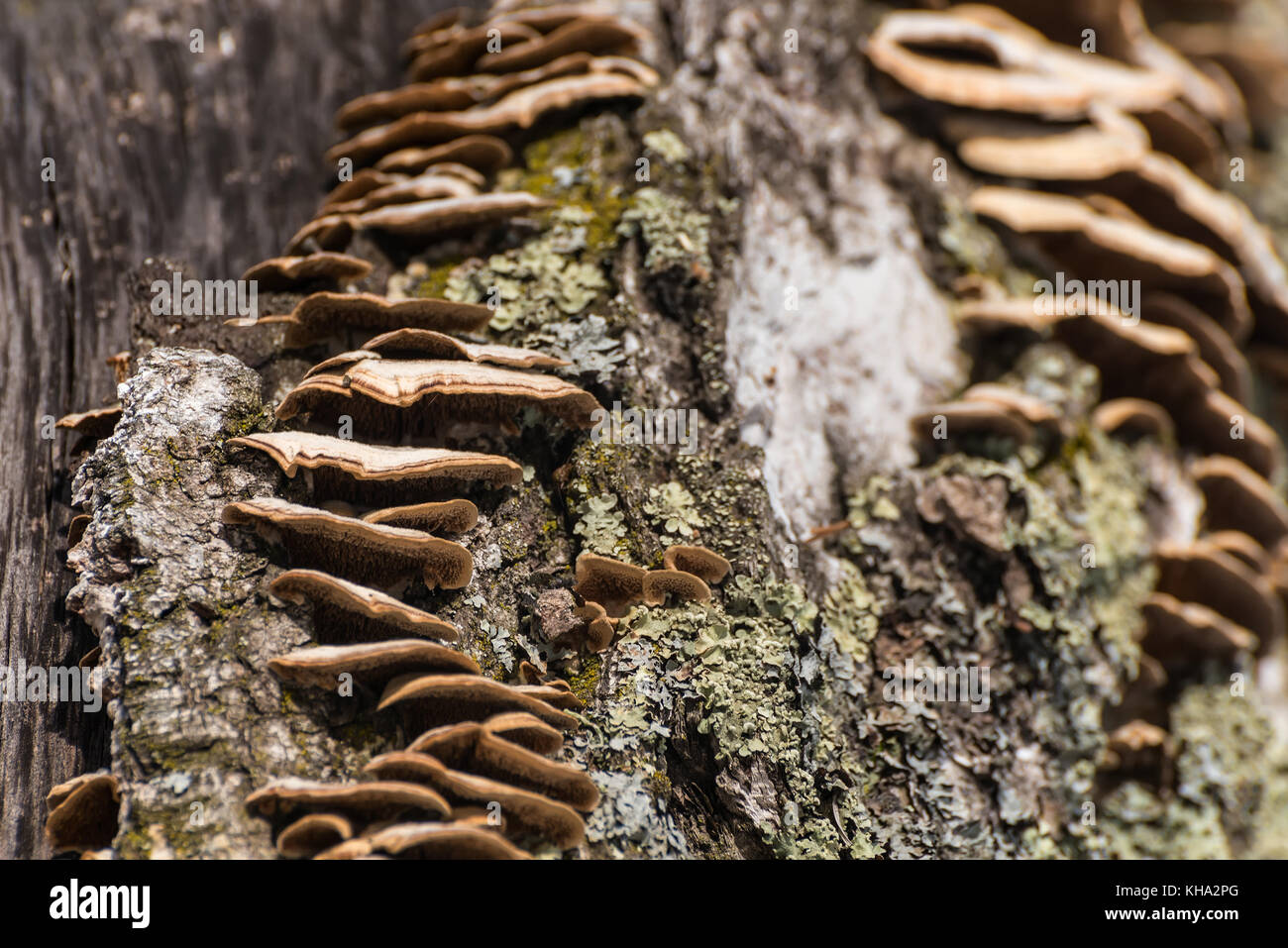 Chaga Pilze wachsen auf einem Baumstamm Stockfoto
