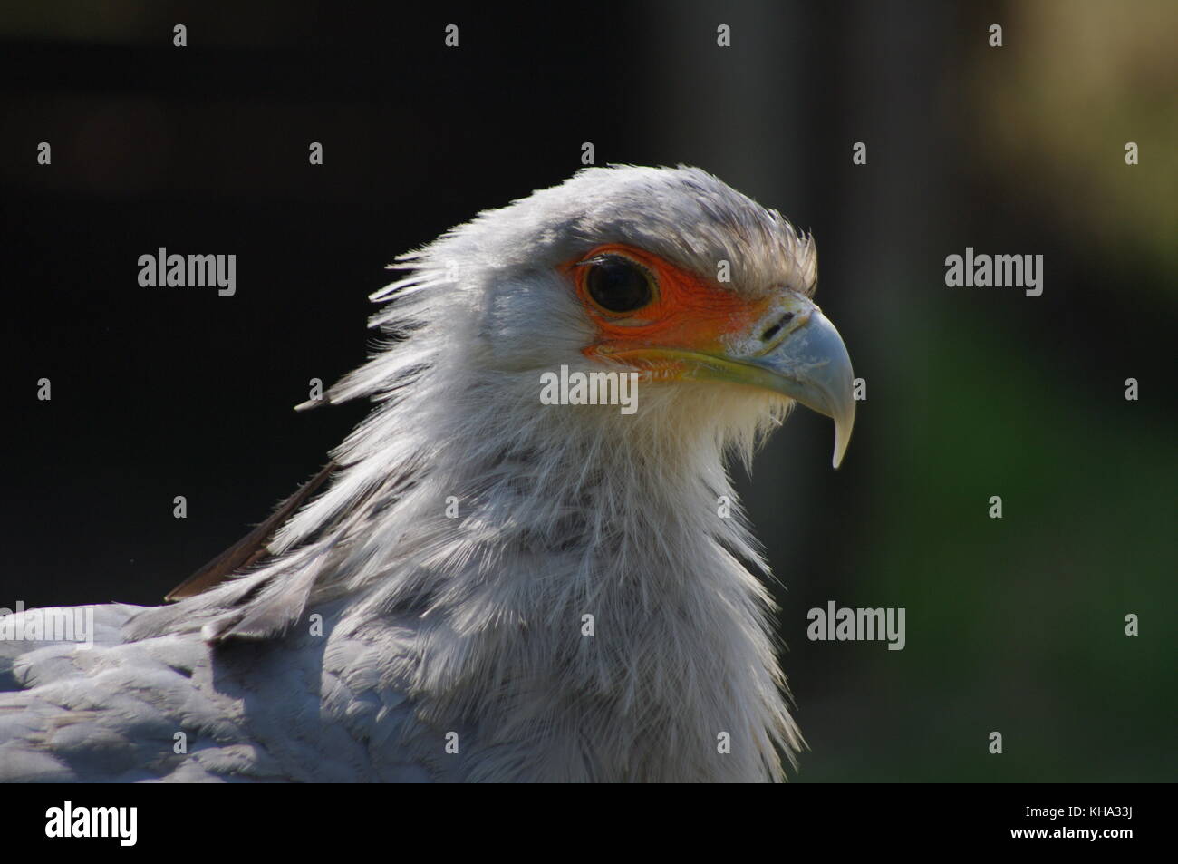 Staatssekretär vogel Schlange killer Stockfoto