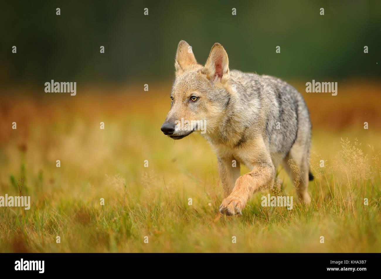 Kleiner Wolf im gelben Gras Stockfoto