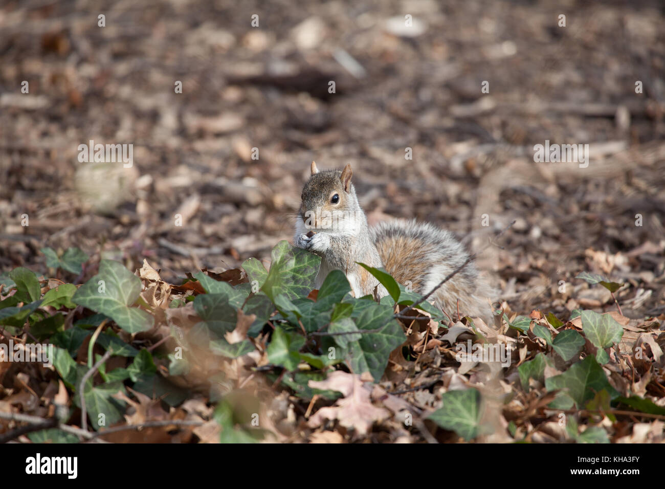 Eichhörnchen im Central Park, New York City Stockfoto