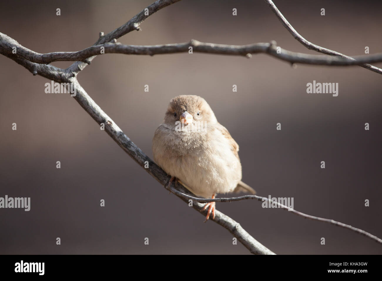 Central Park in New York City Stockfoto