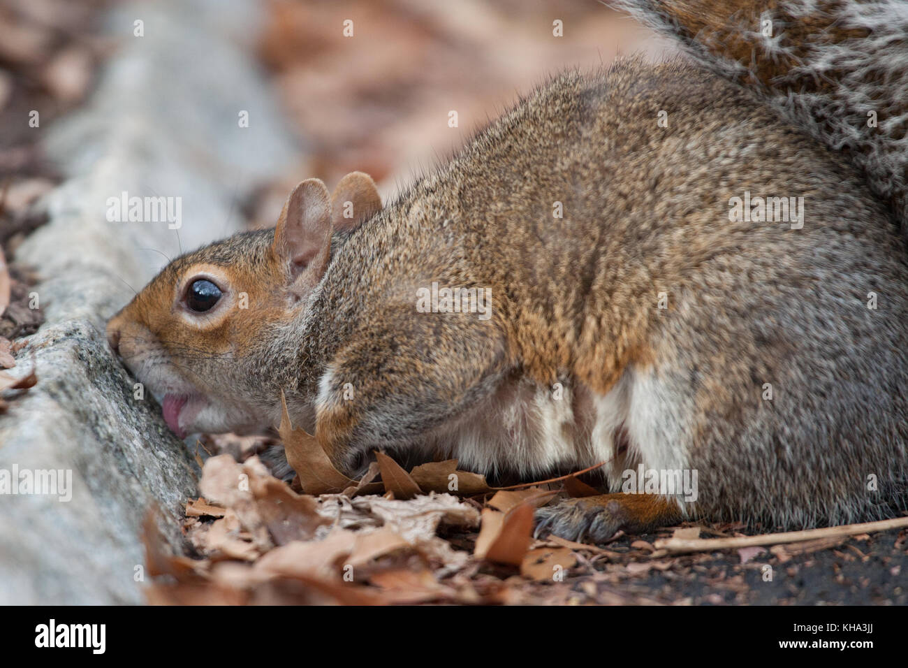 Eichhörnchen im Central Park, New York City Stockfoto