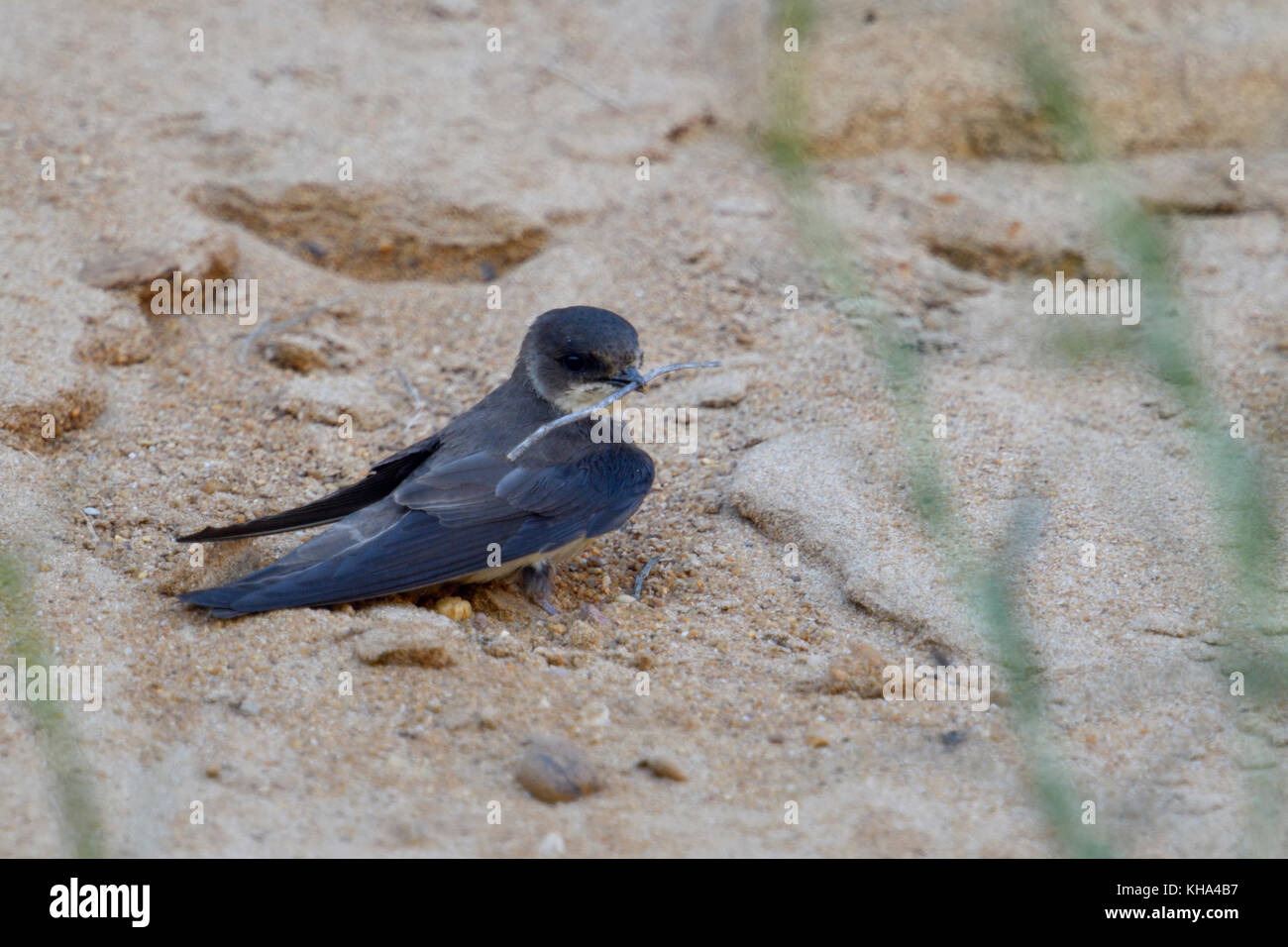 Sand Martin / Bank Schwalbe ( Riparia riparia) gerade in Brutgebiet angekommen, Sammeln, Nistmaterial in seinem Schnabel tragen, Tierwelt, Europa. Stockfoto