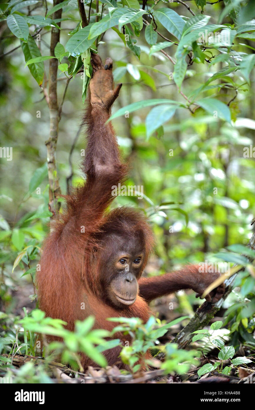 Cub von zentraler bornesischen Orang-utan (Pongo pygmaeus wurmbii) im natürlichen Lebensraum. wilde Natur im tropischen Regenwald von Borneo. Indonesien Stockfoto