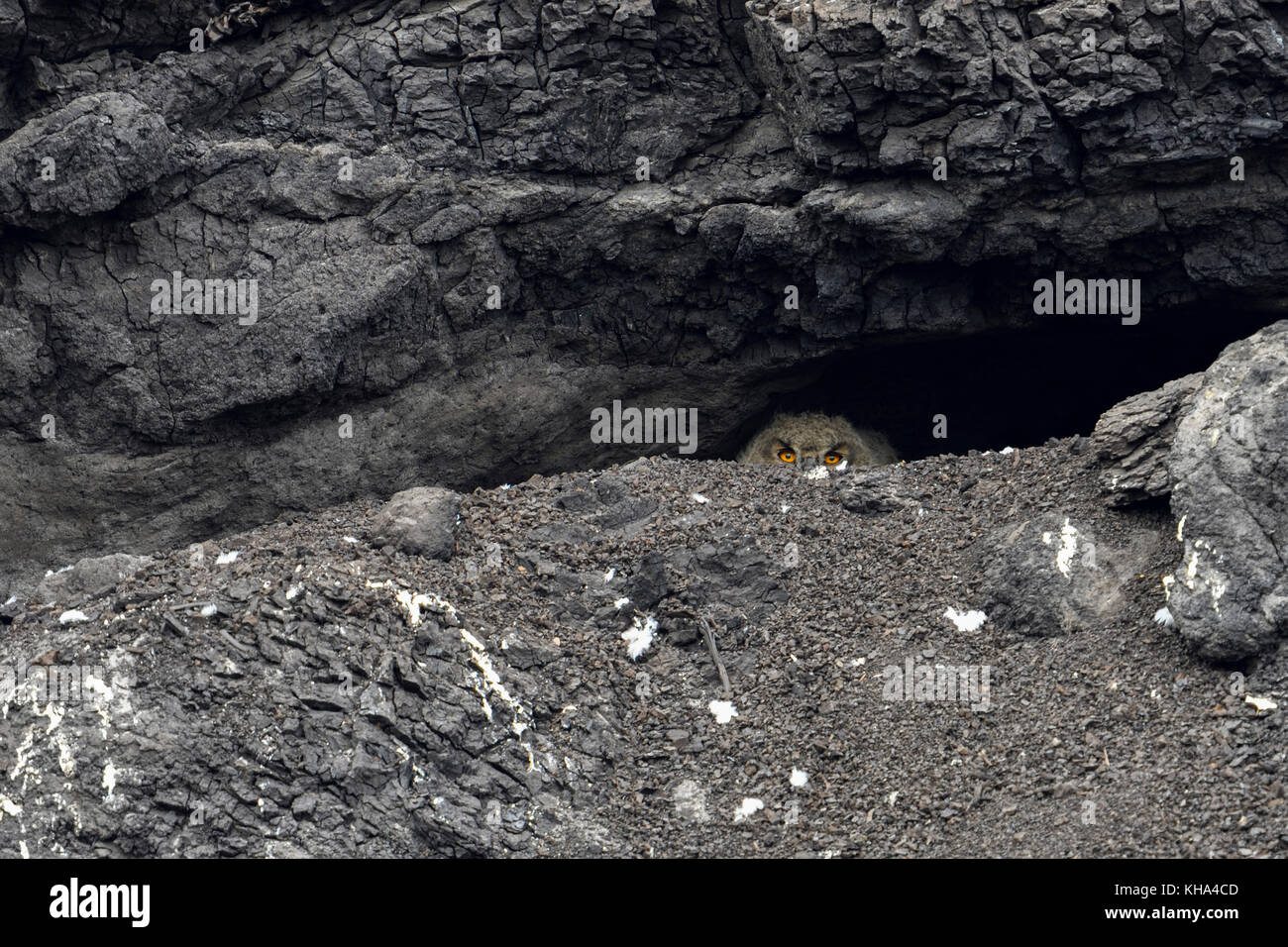 Eurasischer Eulenadler / Europäischer Uhu ( Bubo bubo ), junges Küken, versteckt in seinem Nistloch, Höhle, unter Braunkohle, Braunkohle in einem Tagebau, w Stockfoto