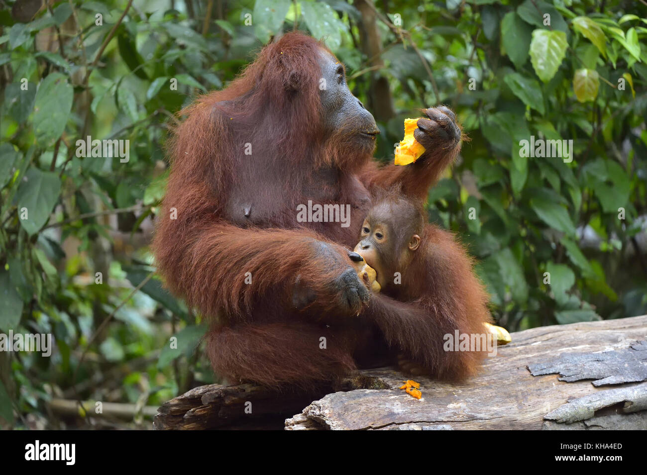 Mutter Orang-utan und Cub essen. in einem natürlichen Lebensraum. Bornesischen Orang-utan (Pongo pygmaeus wurmbii) in der wilden Natur. Stockfoto