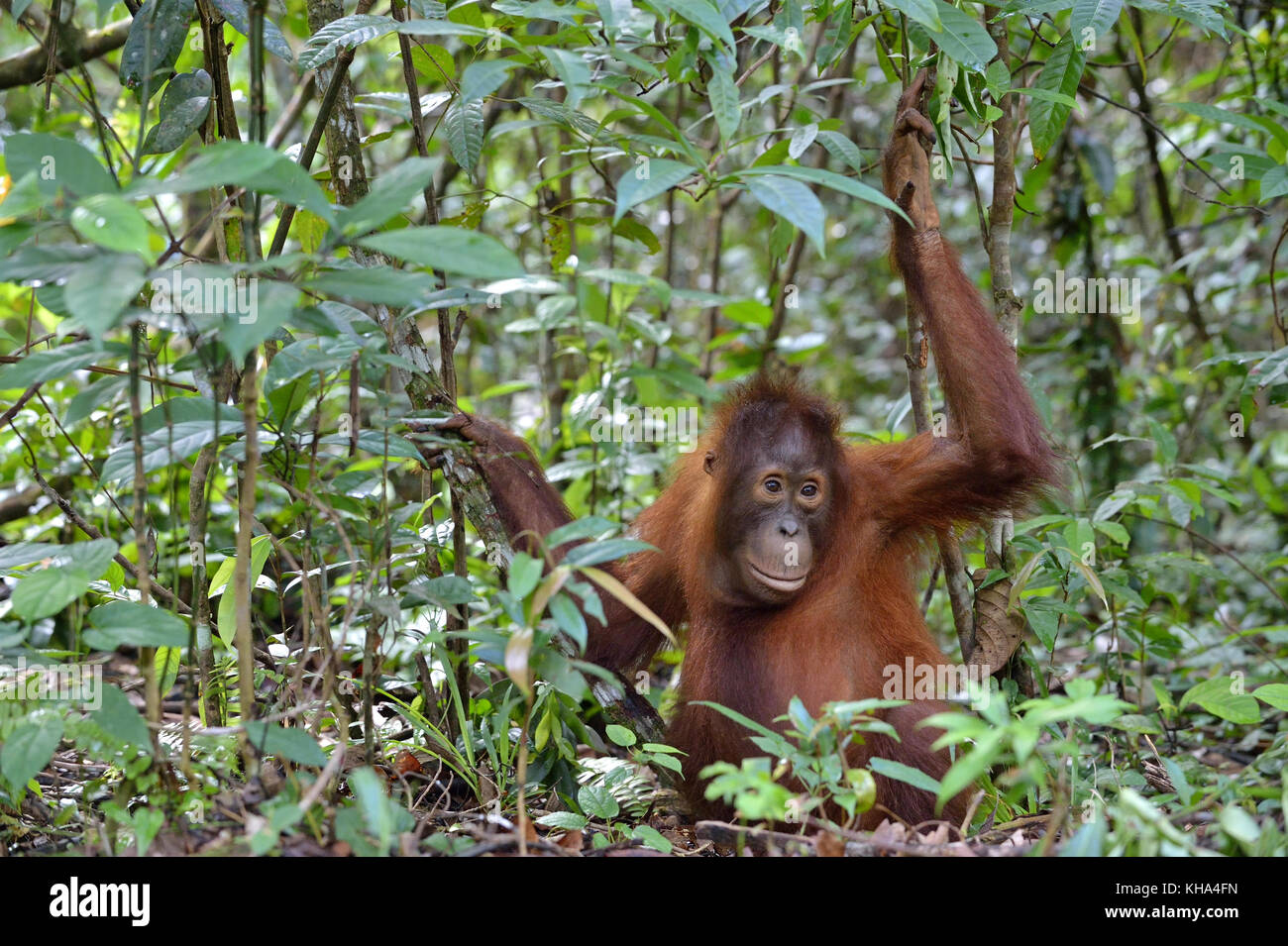 Cub von zentraler bornesischen Orang-utan (Pongo pygmaeus wurmbii) im natürlichen Lebensraum. wilde Natur im tropischen Regenwald von Borneo. Indonesien Stockfoto