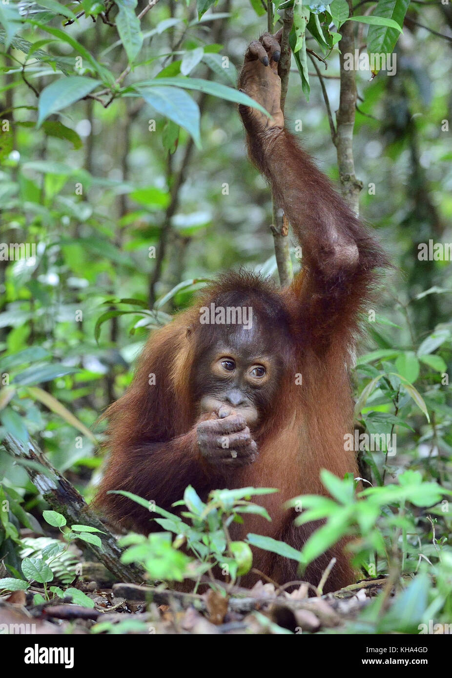 Cub von zentraler bornesischen Orang-utan (Pongo pygmaeus wurmbii) im natürlichen Lebensraum. wilde Natur im tropischen Regenwald von Borneo. Indonesien Stockfoto