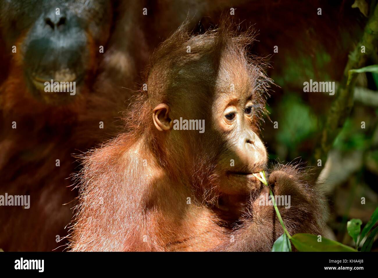 Cub von zentraler bornesischen Orang-utan (Pongo pygmaeus wurmbii) im natürlichen Lebensraum. wilde Natur im tropischen Regenwald von Borneo. Indonesien Stockfoto