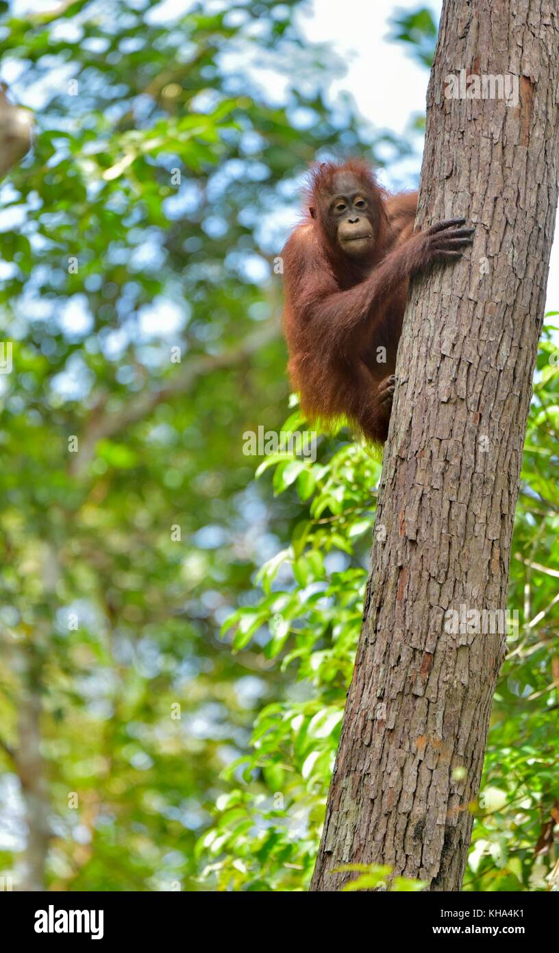 Zentrale bornesischen Orang-utan (Pongo pygmaeus wurmbii) auf dem Baum im natürlichen Lebensraum. wilde Natur im tropischen Regenwald von Borneo. Indonesien Stockfoto
