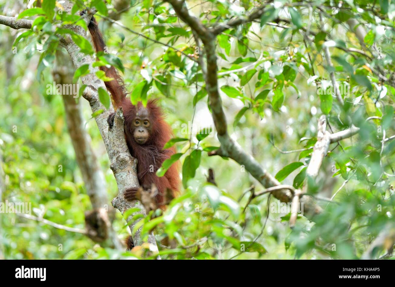 Zentrale bornesischen Orang-utan (Pongo pygmaeus wurmbii) auf dem Baum im natürlichen Lebensraum. wilde Natur im tropischen Regenwald von Borneo. Indonesien Stockfoto
