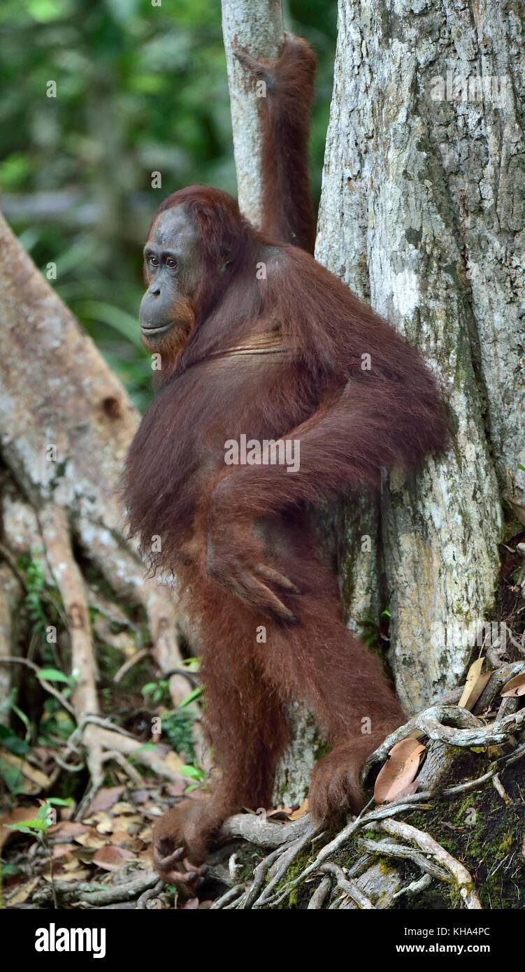 Zentrale bornesischen Orang-utan (Pongo pygmaeus wurmbii) im natürlichen Lebensraum. wilde Natur im tropischen Regenwald von Borneo. Indonesien Stockfoto