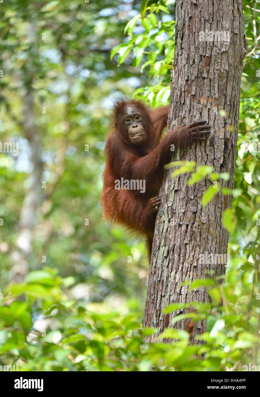 Zentrale bornesischen Orang-utan (Pongo pygmaeus wurmbii) auf dem Baum im natürlichen Lebensraum. wilde Natur im tropischen Regenwald von Borneo. Indonesien Stockfoto