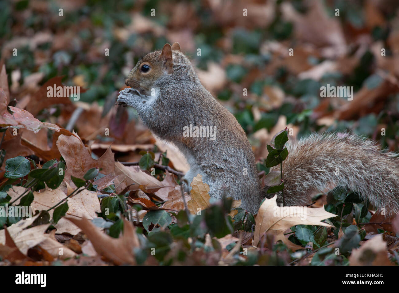 Central Park Eichhörnchen Stockfoto