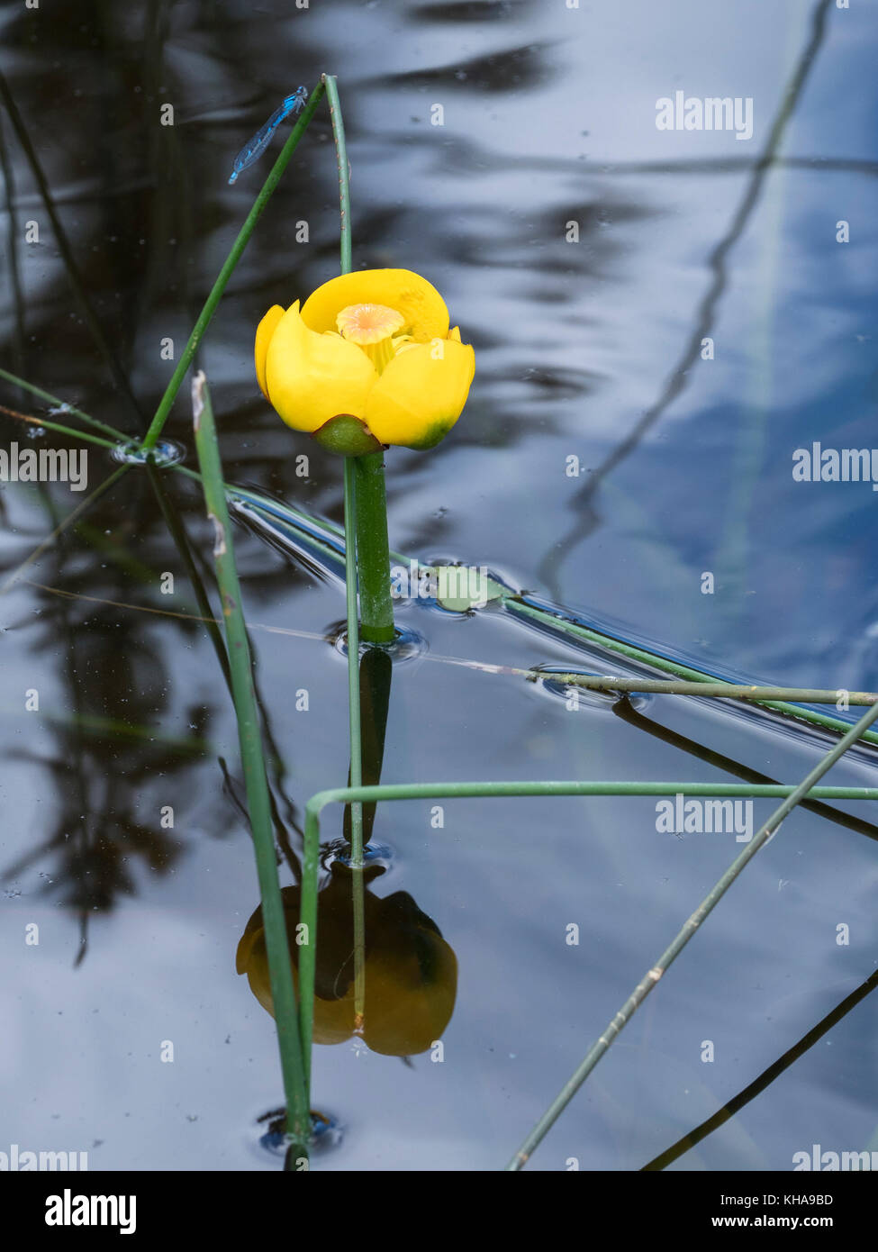 Blau und Gelb damselfly Teich Lily (Nuphar lutea) Blume, Whirlpool, See, Riding Mountain National Park, Manitoba, Kanada. Stockfoto