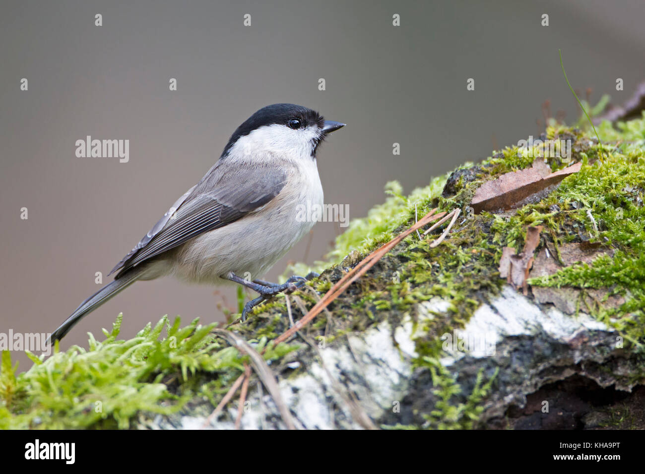 Marsh tit (Poecile palustris) auf Bemoosten Baumstamm, Mittlere Elbe Biosphärenreservat, Sachsen-Anhalt, Deutschland Stockfoto