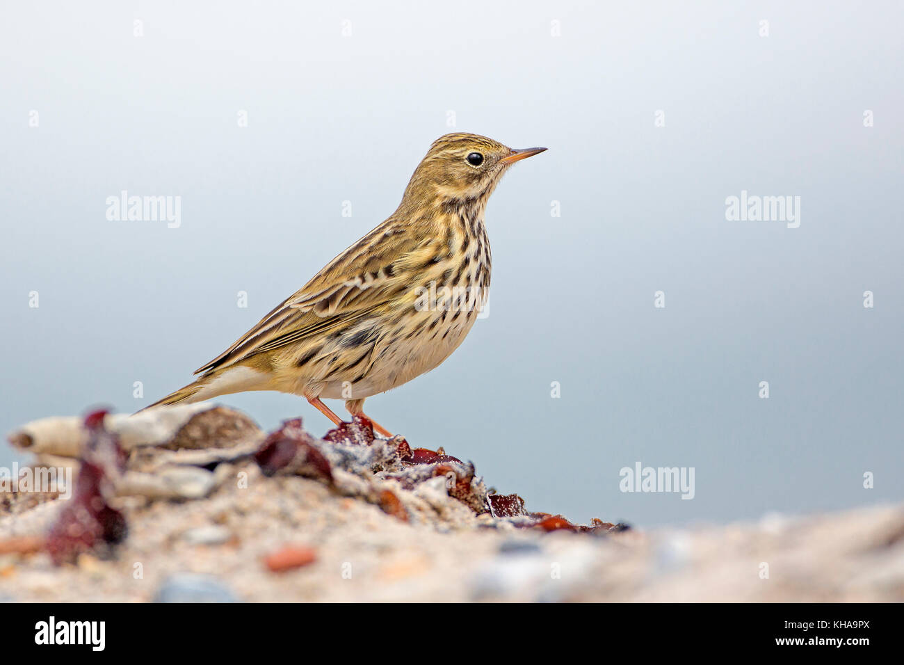 Raps (Anthus pratensis), Nationalpark Vorpommersche Boddenlandschaft, Mecklenburg-Vorpommern, Deutschland Stockfoto