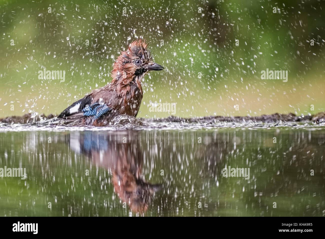 Eurasischen Eichelhäher (Garrulus glandarius) Baden auf dem Wasser, Nationalpark Kiskunság, Ungarn Stockfoto