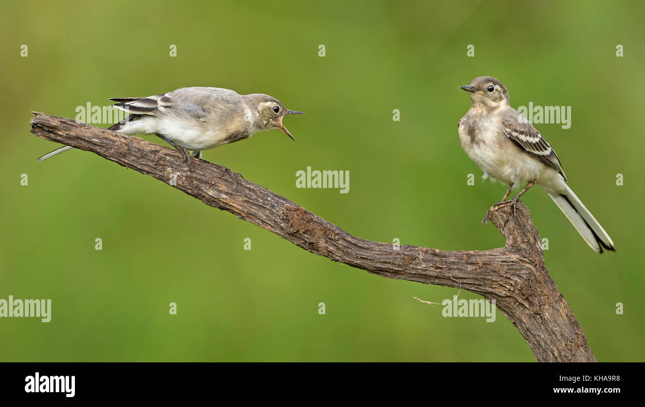 Weiß bachstelzen (Motacilla alba) junge Vögel auf Zweig, zentrale Elbe Biosphärenreservat, Sachsen - Anhalt, Deutschland Stockfoto