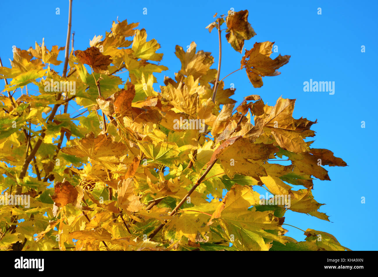 Herbstlaub mit blauem Himmelshintergrund Stockfoto