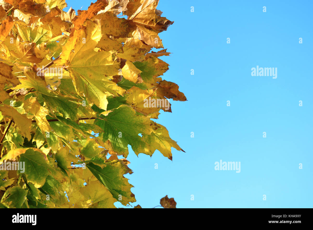 Herbstlaub mit blauem Himmelshintergrund Stockfoto