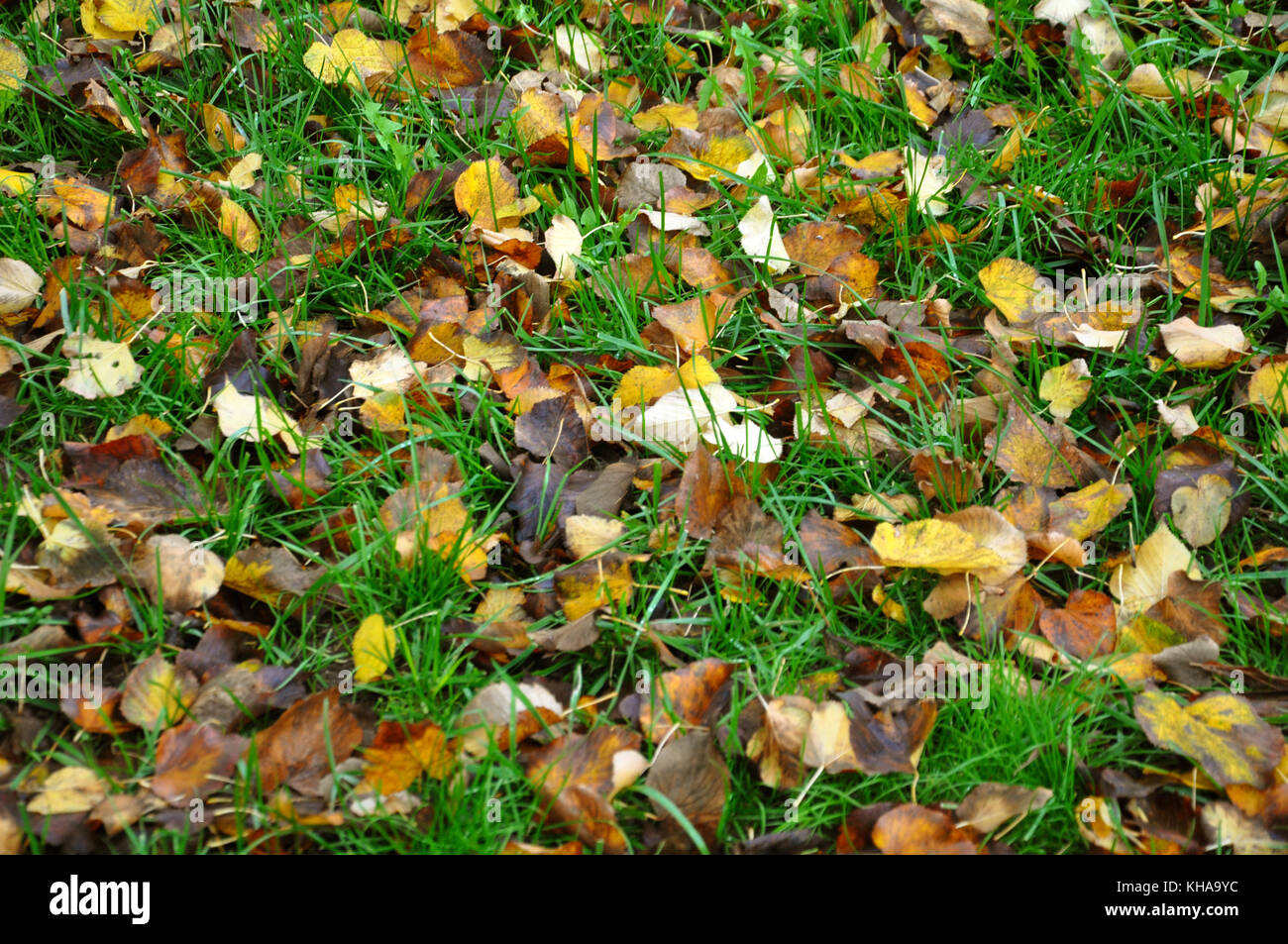 Herbstliches Laub und Rasen Stockfoto