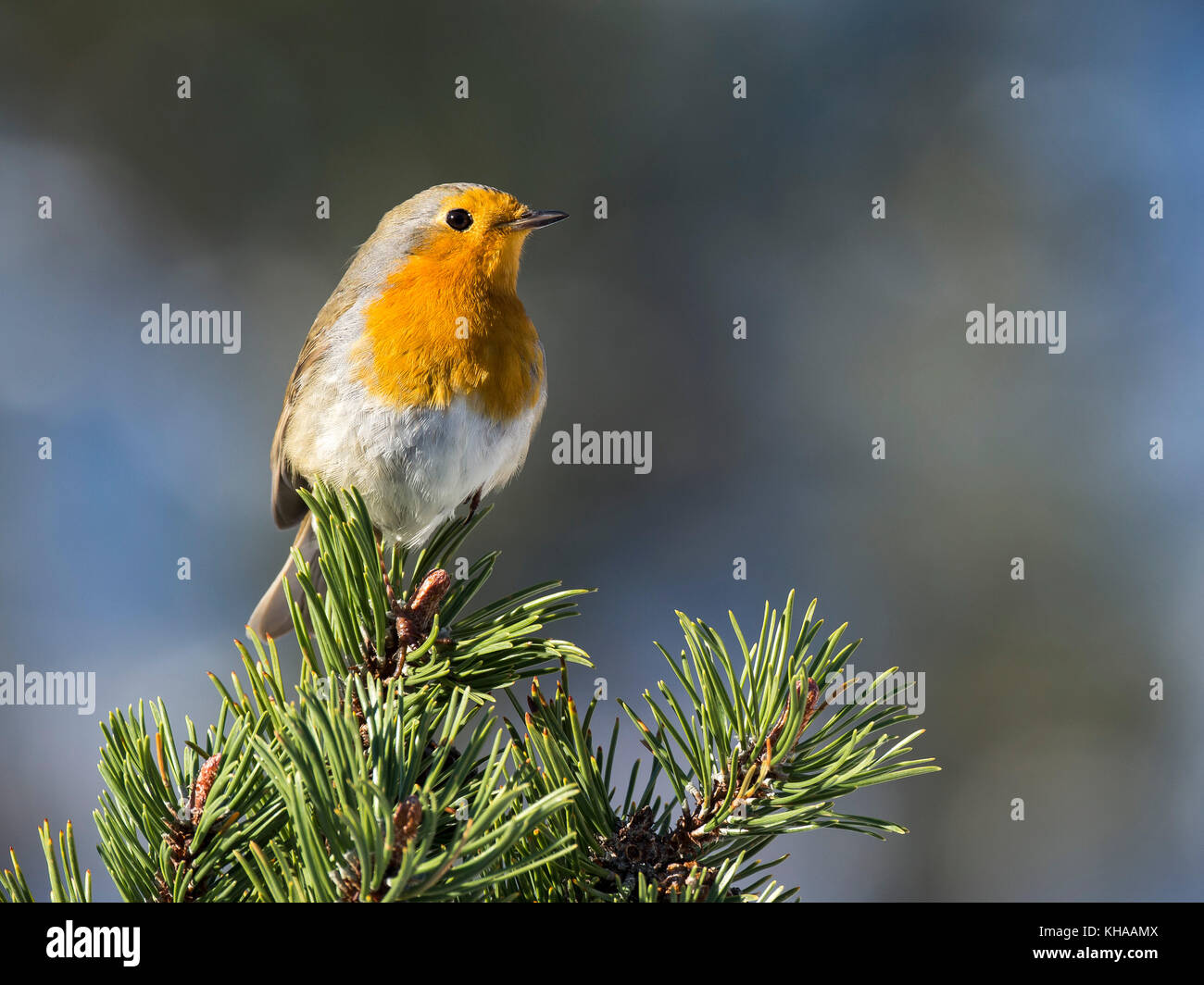 Europäische Rotkehlchen (erithacus Rubecula) auf pine Zweig, Tirol, Österreich Stockfoto