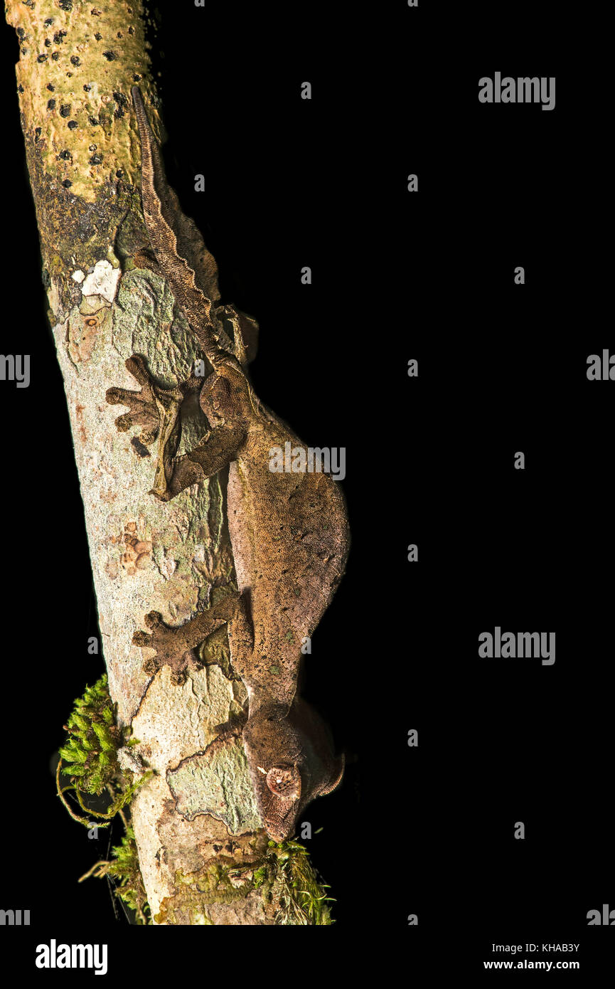 Satanische Blatt tailed Gecko (Uroplatus Phantasticus) Baumstamm, endemisch, anjozorobe Nationalpark, Madagaskar Stockfoto