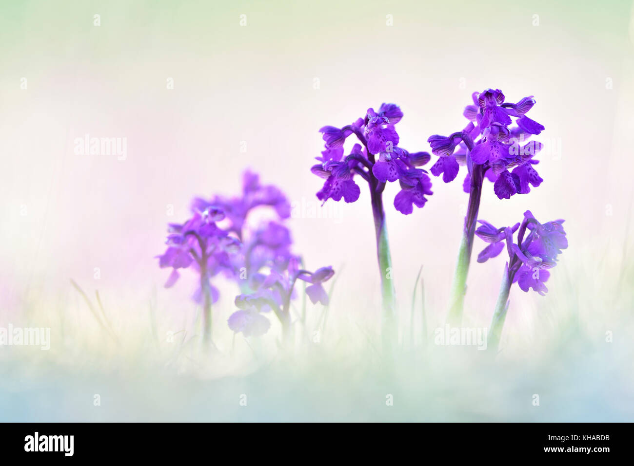 Green-winged (anacamptis Morio), Thüringen, Deutschland Stockfoto