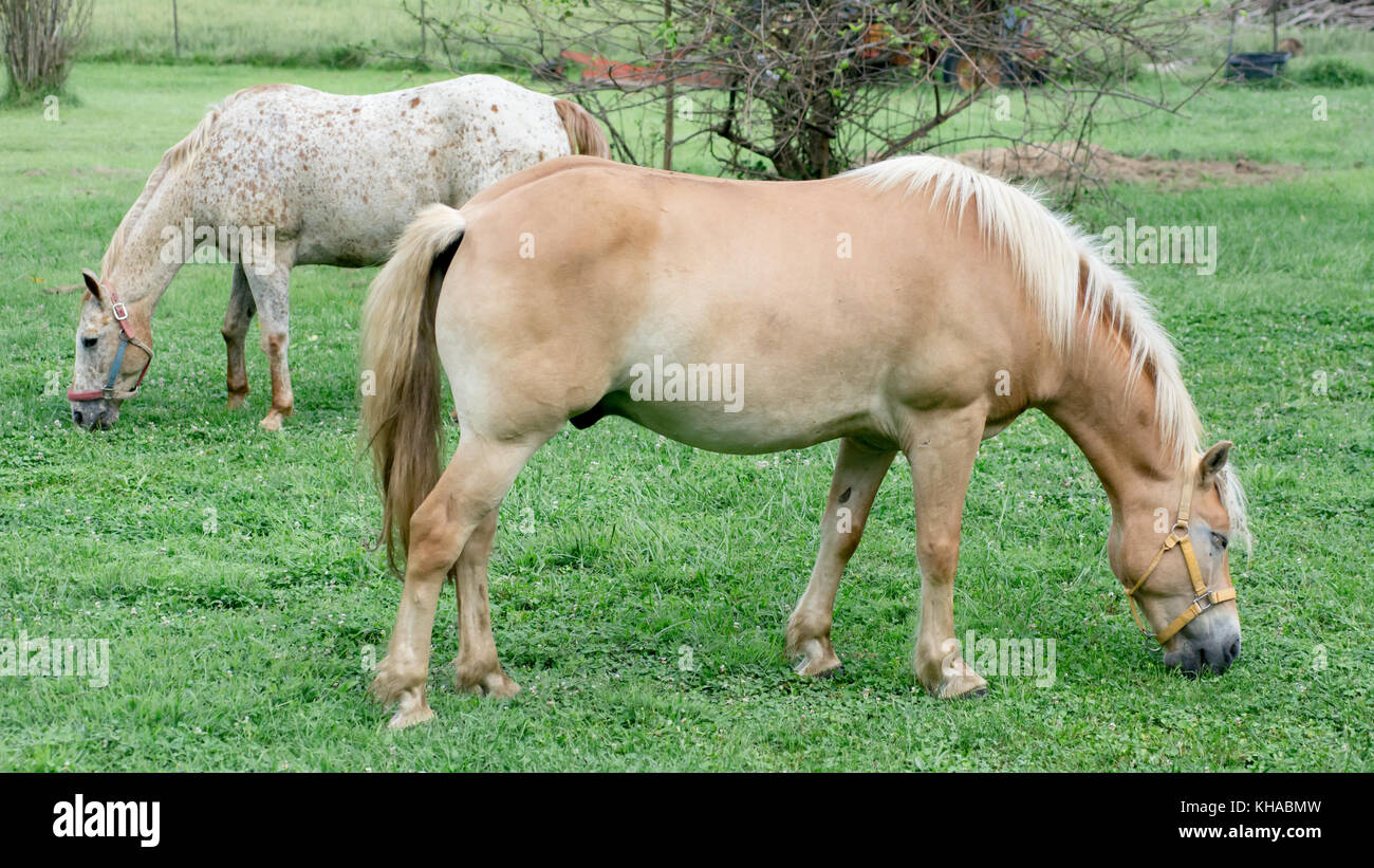 Pferde grasen auf der Weide (Halflinger, POSTFACH A) Stockfoto