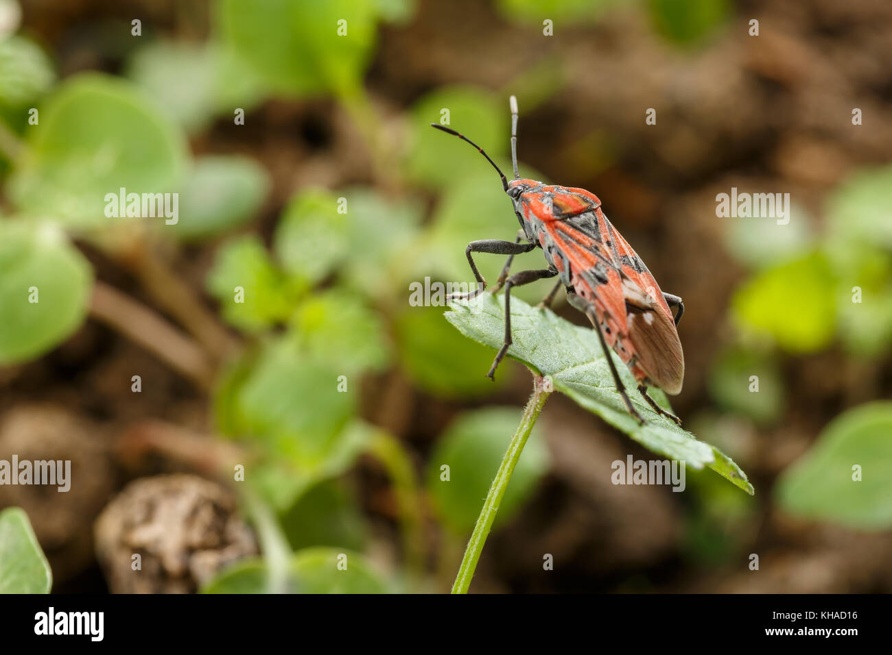 Kleines Insekt über Unkraut Blatt im Garten. Wildlife Makrofotografie von roten und schwarzen Samen bug Spilostethus pandurus Stockfoto