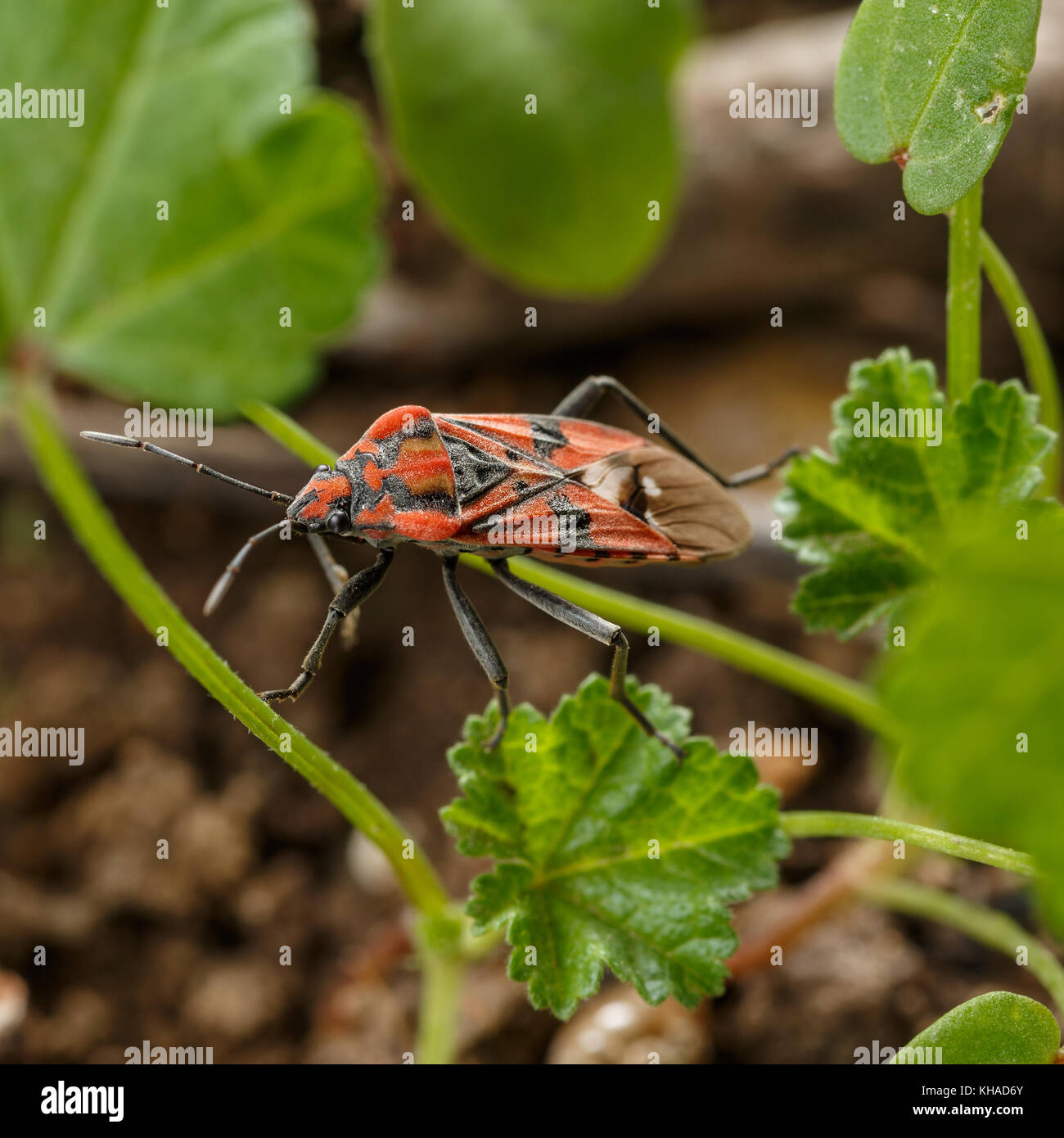 Kleines Insekt zu Fuß durch kleine Stämme der Garten Unkraut. Makro-ansicht Saatgut Spilostethus pandurus Fehler. Wildlife Fotografie Stockfoto