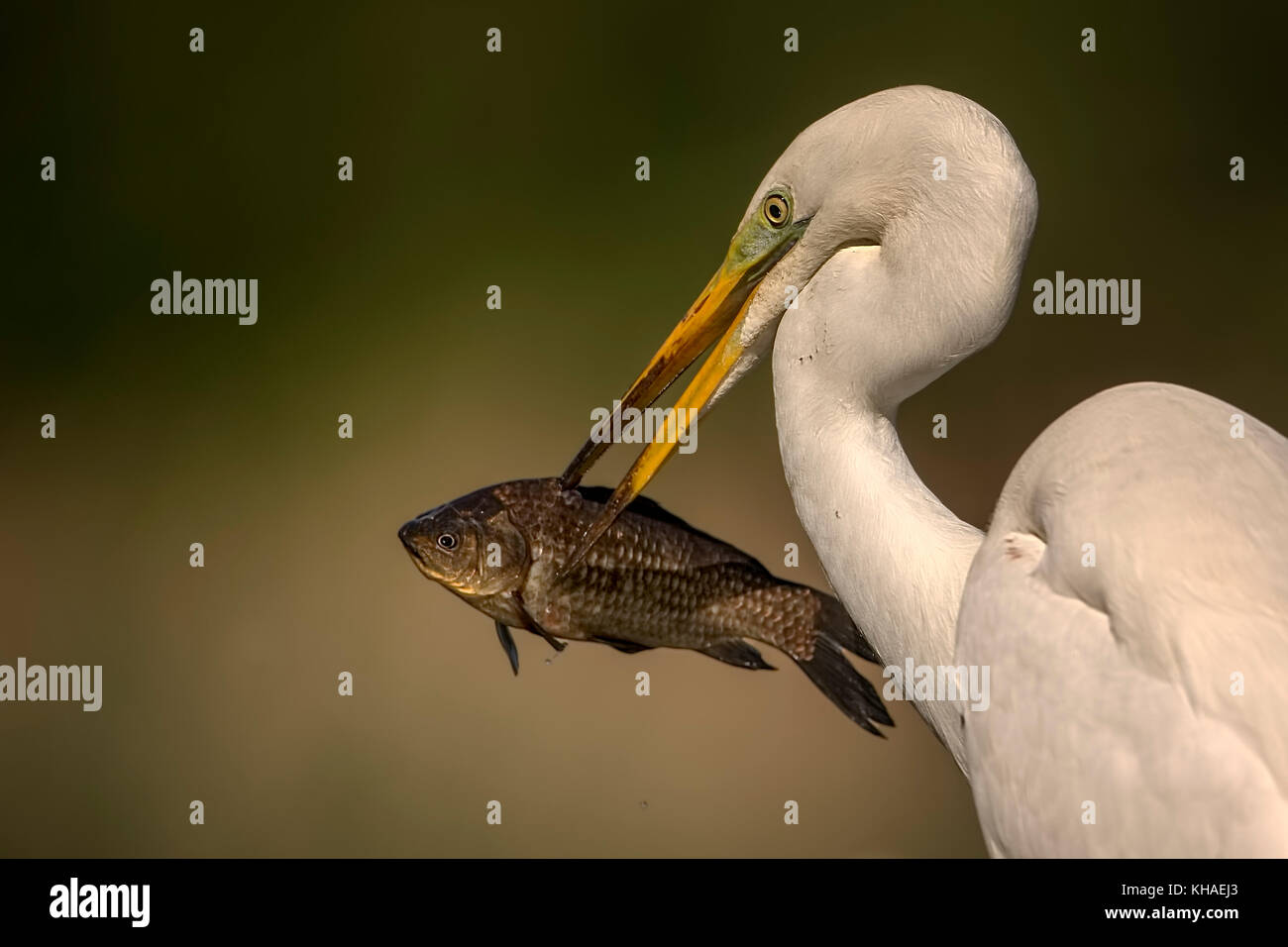 Silberreiher (Ardea alba), mit gefangen Fisch, Nationalpark Kiskunság, Ungarn Stockfoto