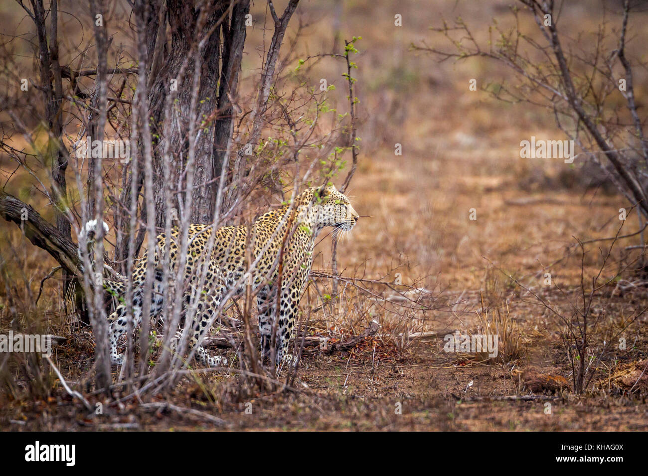 Leopard im Krüger Nationalpark, Südafrika; specie Panthera pardus Familie der Felidae Stockfoto