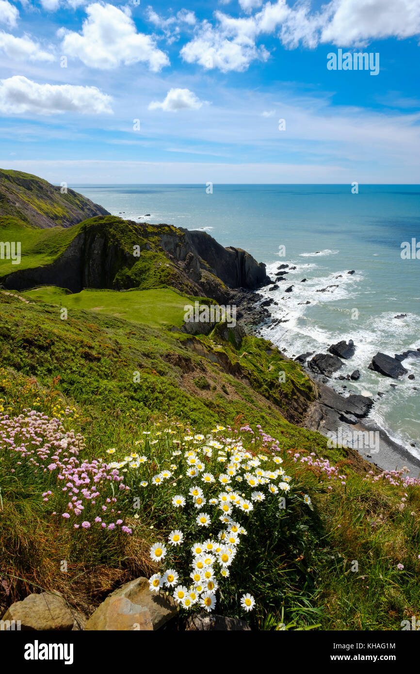 Steilküsten, Hartland Quay, Hartland, Devon, England, Großbritannien Stockfoto