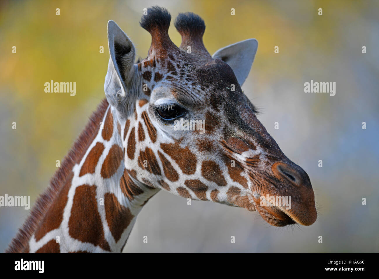 Somali Giraffe (Giraffa Camelopardalis reticulata), Porträt, Captive Stockfoto