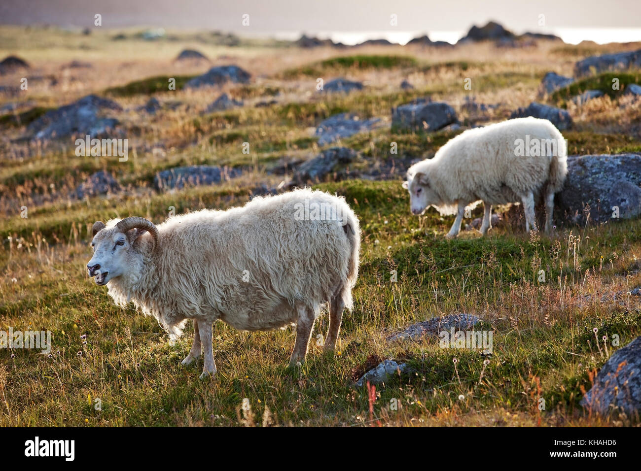 Schafe (Ovis), die Mutter mit den Jungen, Nordwesten Island, Island Stockfoto