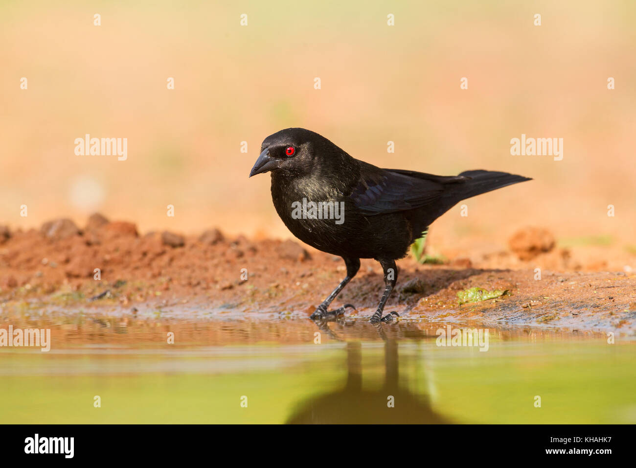 Bronzener Kuhvogel in Südtexas Stockfoto