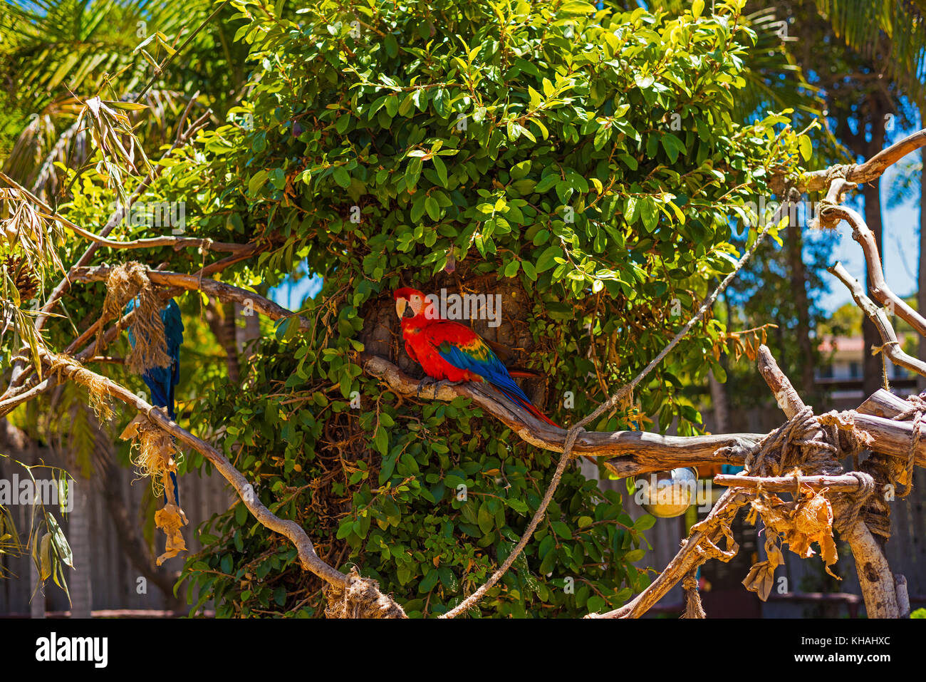 Foto red Scarlet macaw Santa Barbara zoo Kalifornien Stockfoto