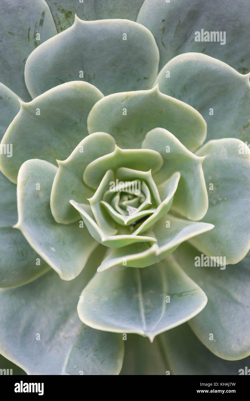 Echeveria secunda Arten Textur und bis Ansicht schließen in Schwarz und Weiß. Stockfoto