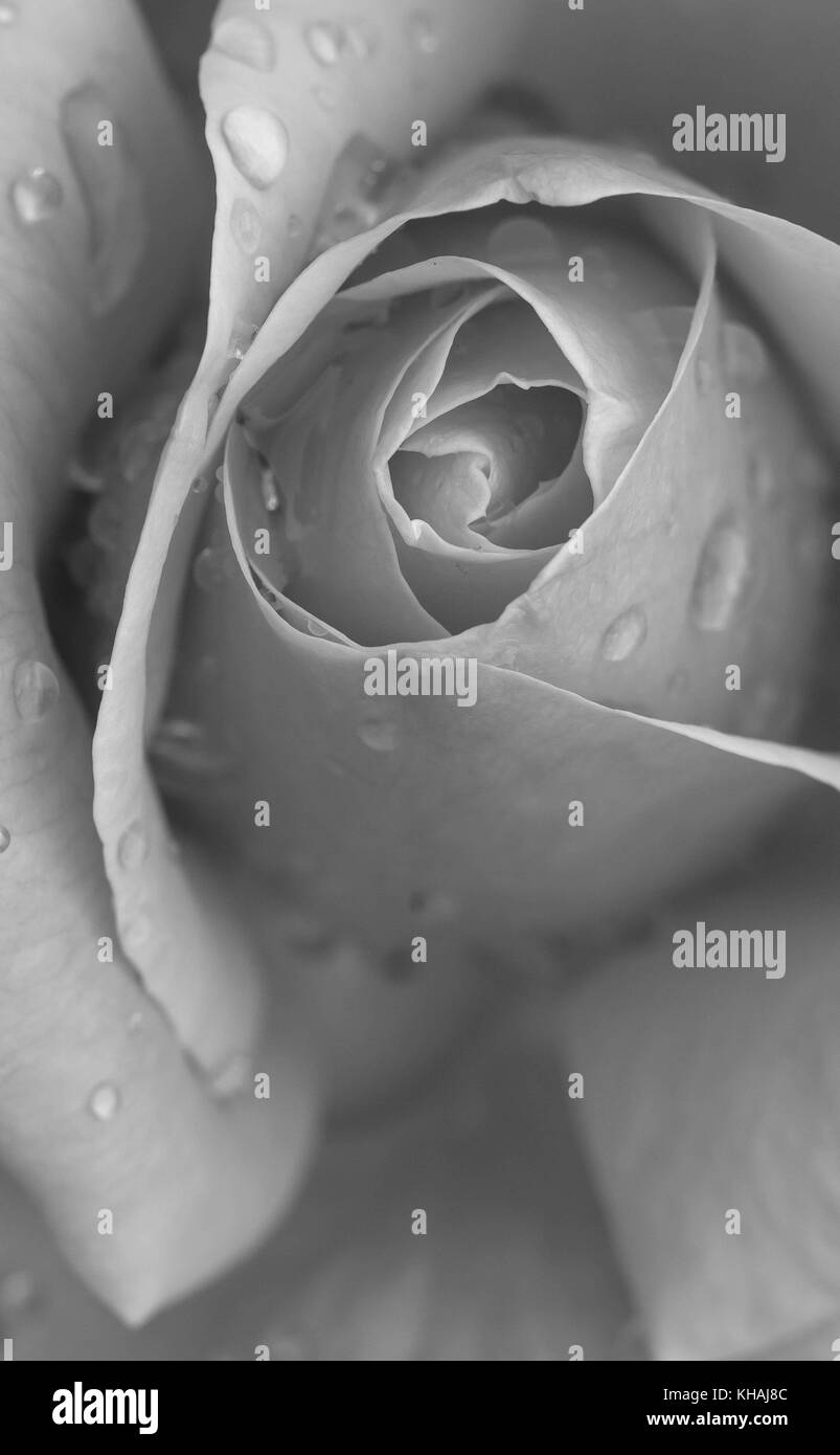 Schone Rose Nahaufnahme Bild Mit Regentropfen Schwarz Und Weiss Stockfotografie Alamy