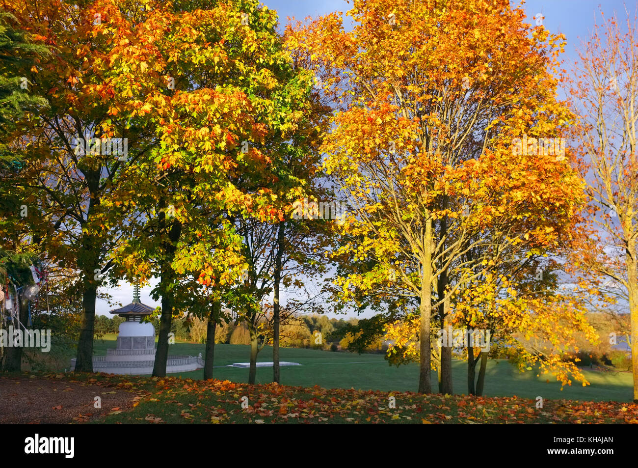 Herbstfarben an Bäumen in Willen Park, Milton Keynes, Buckinghamshire, England Stockfoto