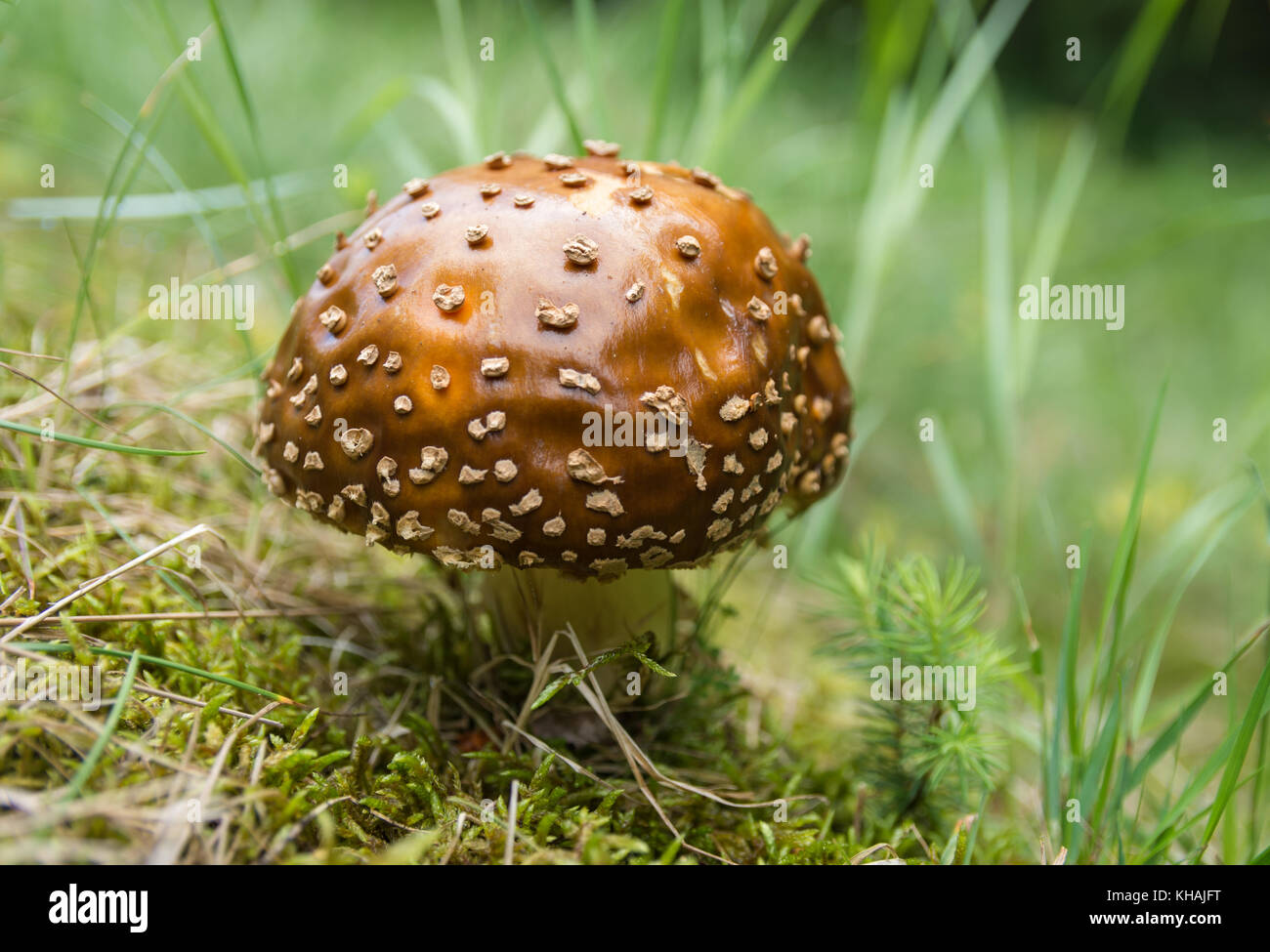 Amanita regalis im Bergwald in Polen gesehen. Stockfoto