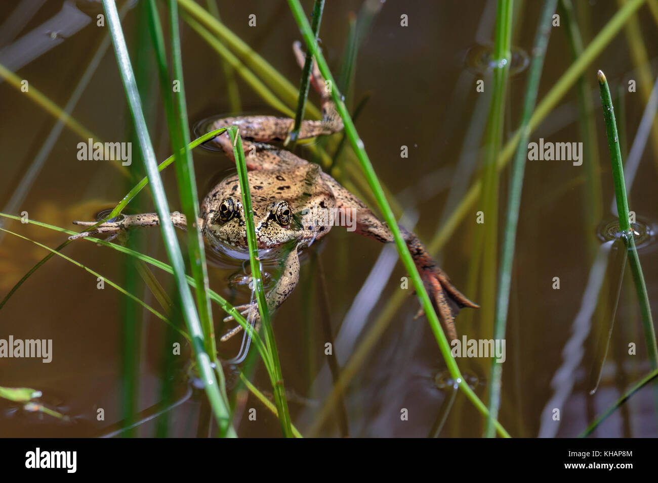Eine Nördliche red-legged Frog schwimmt in einem Teich, starrte auf den Betrachter mit seiner langen Beine und Zehen erstreckte sich mitten im Schilf und Seggen (Augenhöhe POV). Stockfoto