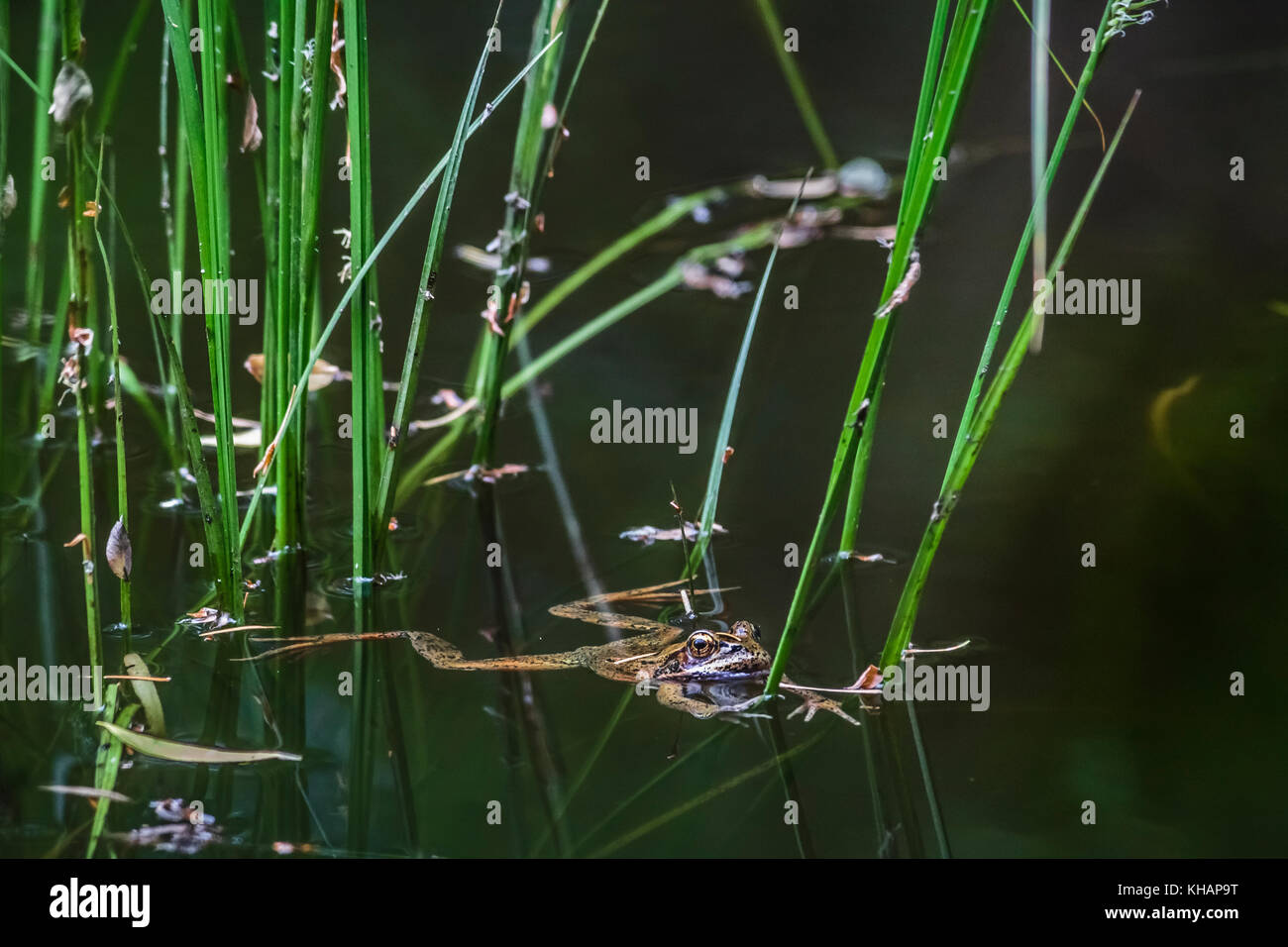 Eine Nördliche red-legged Frog schwimmt in Richtung der Kamera in einen natürlichen Teich, breitete sich unter den seggen in entspannter Pose, Augen prall suchen Stockfoto