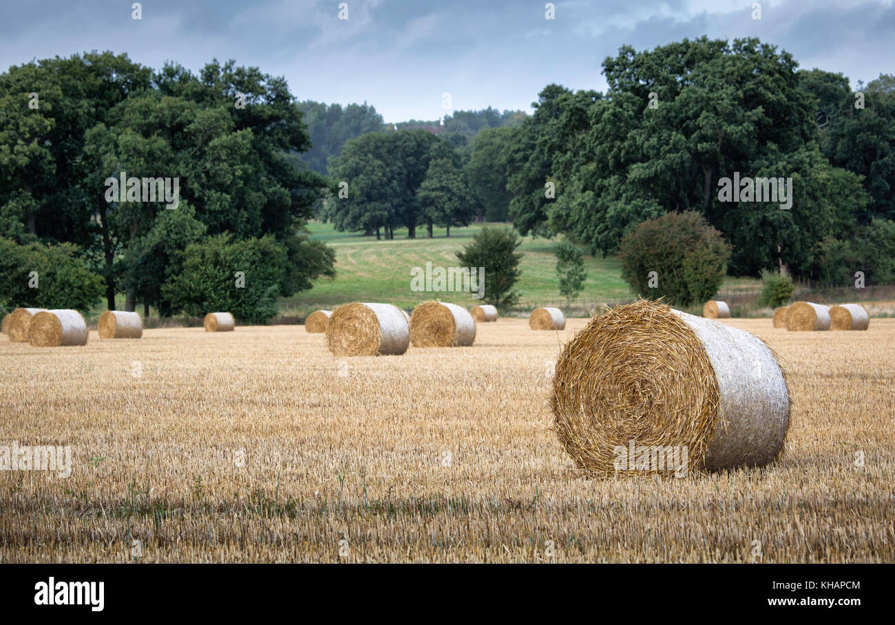 Geerntete mais Kent in einem Feld in der Nähe von Maidstone, Kent, Großbritannien. Stockfoto
