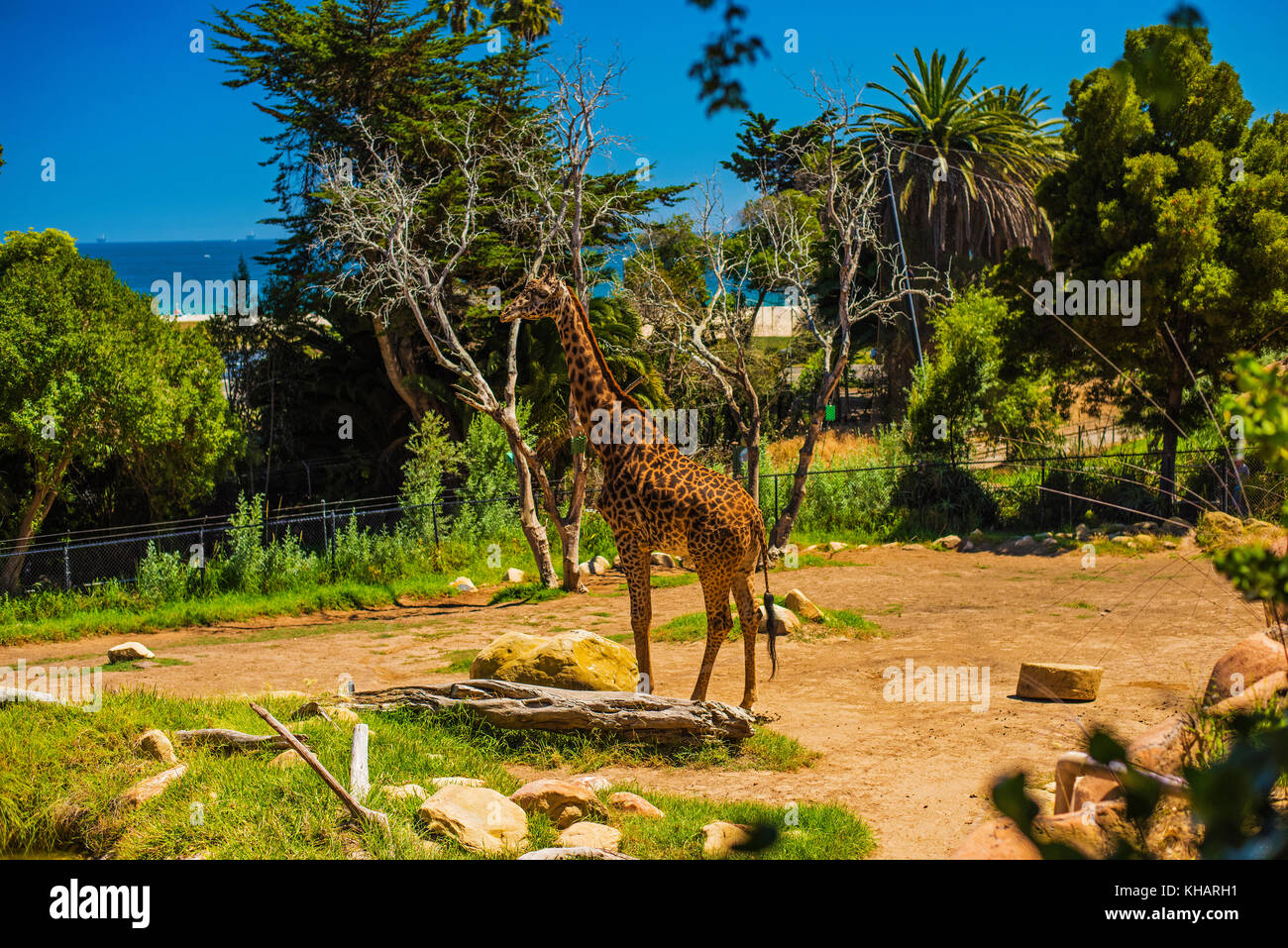 Foto Reisefotografie giraffe Santa Barbara Zoo mit Ozean Hintergrund Kalifornien Stockfoto