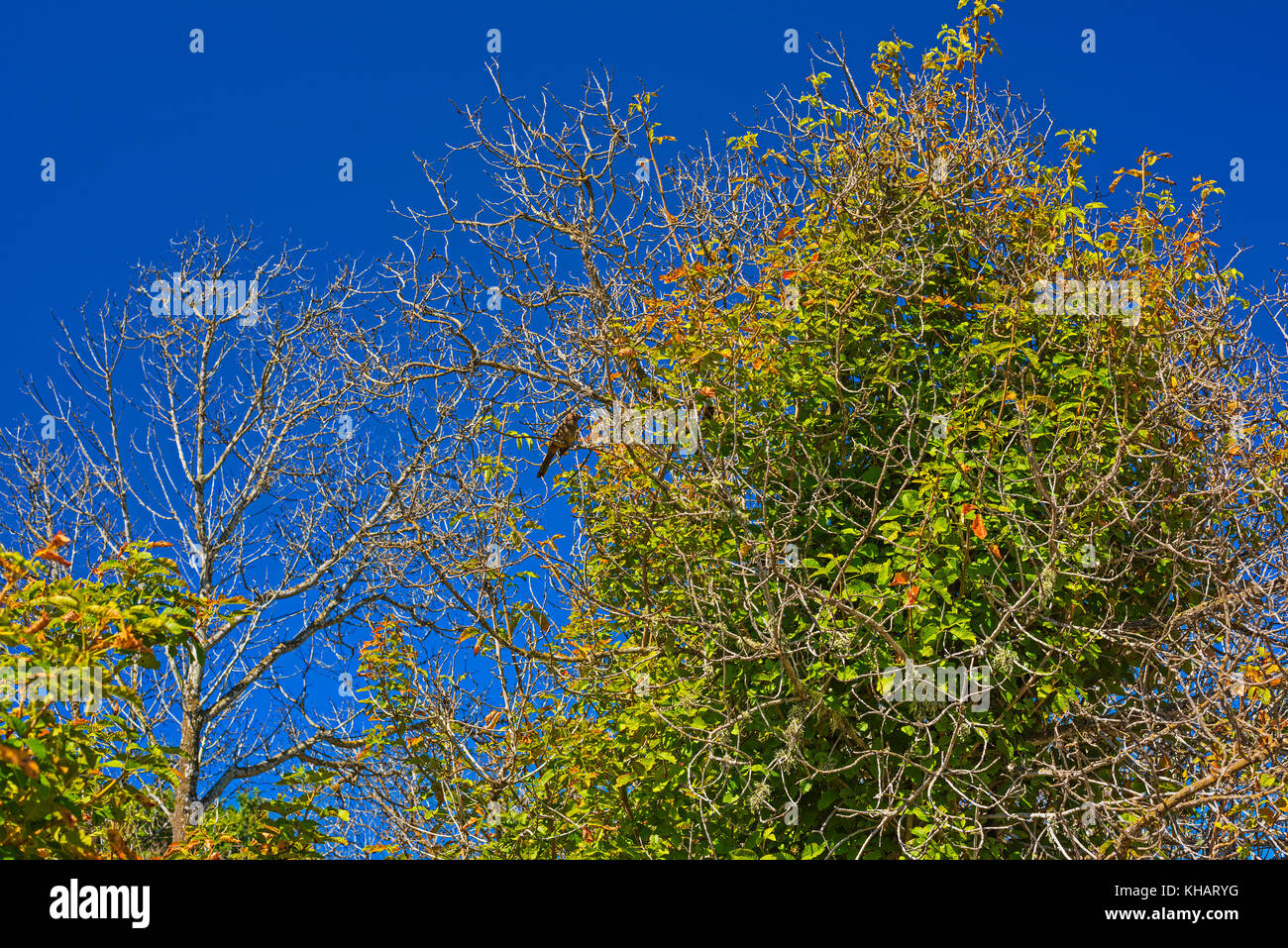 Stockfoto Kleiner Vogel In Baum Goleta Kalifornien Dunkler Blauer Himmel Stockfoto