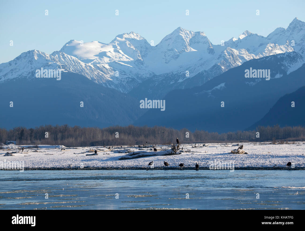 Viele kahle Adler am Ufer des Chilkat River im Südosten Alaska während der Silver salmon Run im frühen Winter. Stockfoto