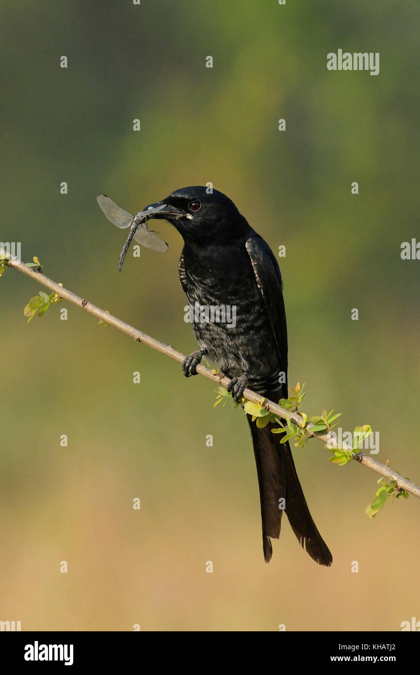 Schwarz drongo mit seiner Beute sitzen auf Zweig Stockfoto